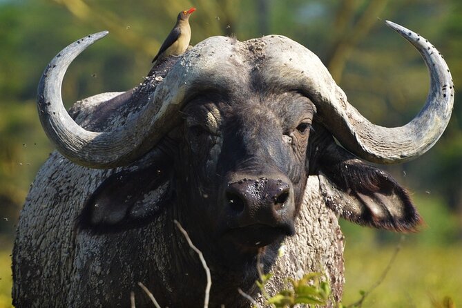 Ol Pejeta Conservancy and Chimpanzee Sanctuary Full-Day Tour from Nairobi - Why this day from Nairobi is worth the long road