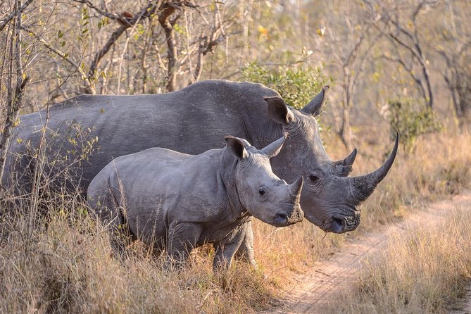 Ol Pejeta Conservancy and Chimpanzee Sanctuary Full-Day Tour from Nairobi - The 6am departure and journey through central Kenya