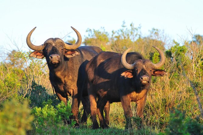 Ol Pejeta Conservancy and Chimpanzee Sanctuary Full-Day Tour from Nairobi - A manyatta and Kenya’s living cultural traditions
