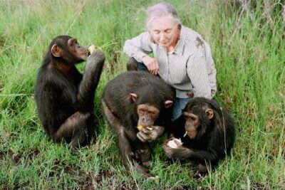 Ol Pejeta Conservancy and Chimpanzee Sanctuary Full-Day Tour from Nairobi