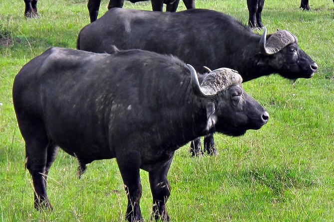 Ol Pejeta Conservancy and Chimpanzee Sanctuary Full-Day Tour from Nairobi - How the guides affect the experience