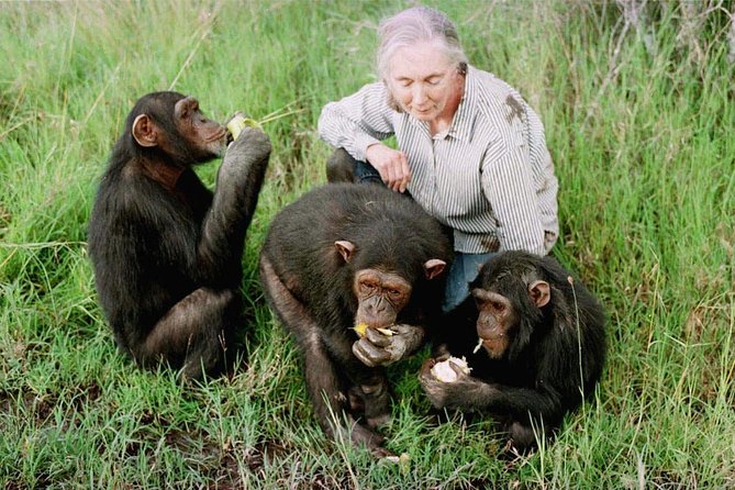 Ol Pejeta Conservancy and Chimpanzee Sanctuary Full-Day Tour from Nairobi - Meeting rescued chimpanzees at Sweetwaters
