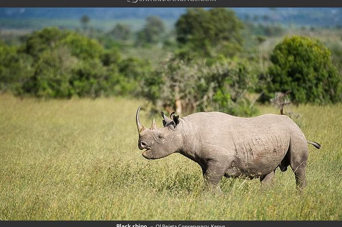 Ol Pejeta Conservancy Day Tour from Nairobi - Key points before you book
