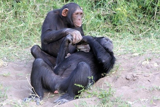 Ol Pejeta Conservancy Day Tour from Nairobi - Why Ol Pejeta is worth the long day