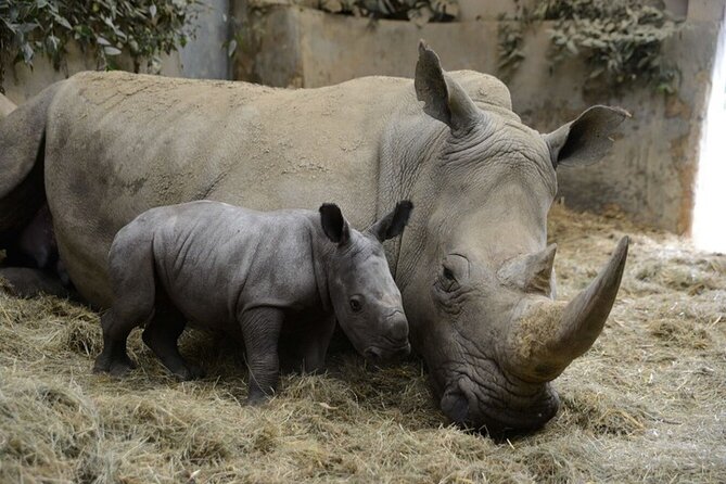 Ol Pejeta Conservancy Day Tour from Nairobi - The northern white rhinos