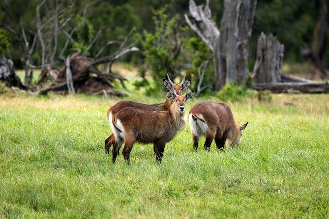 Ol Pejeta Conservancy Day Tour from Nairobi - What the $380 price really covers