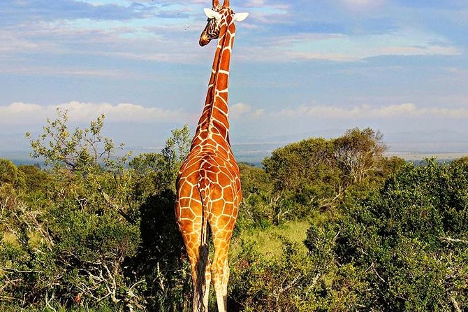 Ol Pejeta Conservancy Day Tour from Nairobi - The pre-dawn drive from Nairobi to Nanyuki