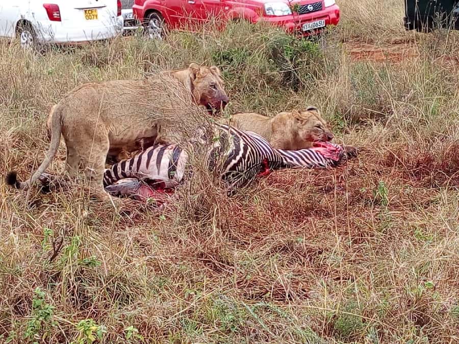 Ol Pejeta Conservancy Full Day Tour From Nairobi - Why Ol Pejeta Works as a One-Day Safari