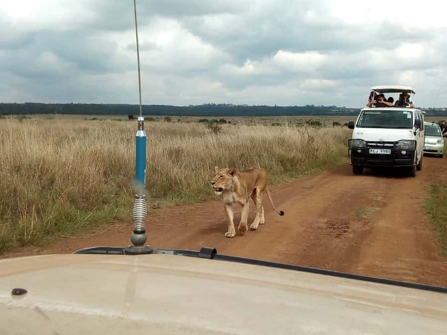 Ol Pejeta Conservancy Full Day Tour From Nairobi - First Game Drive in Northern Ol Pejeta