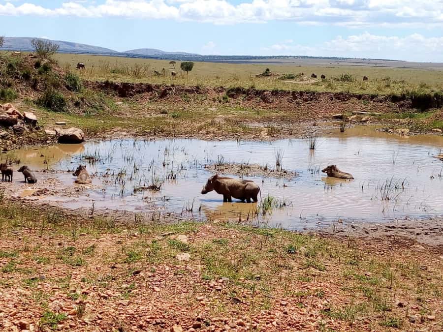 Ol Pejeta Conservancy Full Day Tour From Nairobi - The Afternoon Game Drive