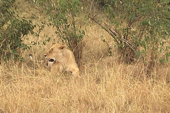 Olpejeta conservancy Day tour - The White Rhinos and Ol Pejeta’s Conservation Work