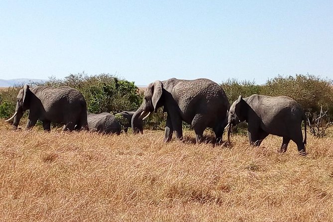 Olpejeta conservancy Day tour - What You Might See Beyond the Big Five