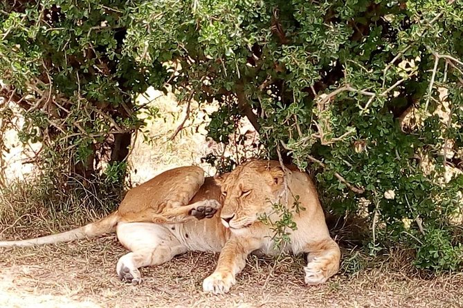 Olpejeta conservancy Day tour - Lunch, Bottled Water, and the Pace of the Day