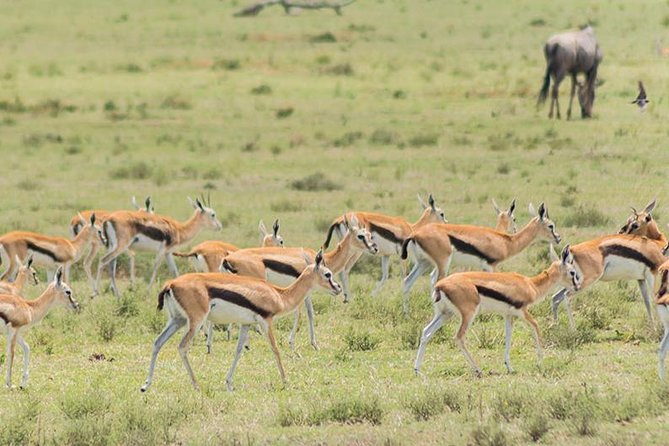 Olpejeta, Lake Naivasha, Masai Mara 5 Days Private Kenya Jeep tour - Why this route works in five days