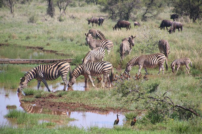 Olpejeta, Lake Naivasha, Masai Mara 5 Days Private Kenya Jeep tour - Private Jeep travel and guide quality