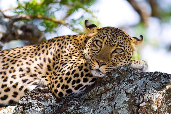 One Day Tour to Maasai Mara Game reserve from Nairobi - Why this one-day Maasai Mara plan works