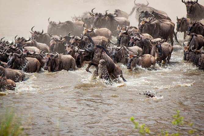 One Day Tour to Maasai Mara Game reserve from Nairobi - What the Mara River and migration season add