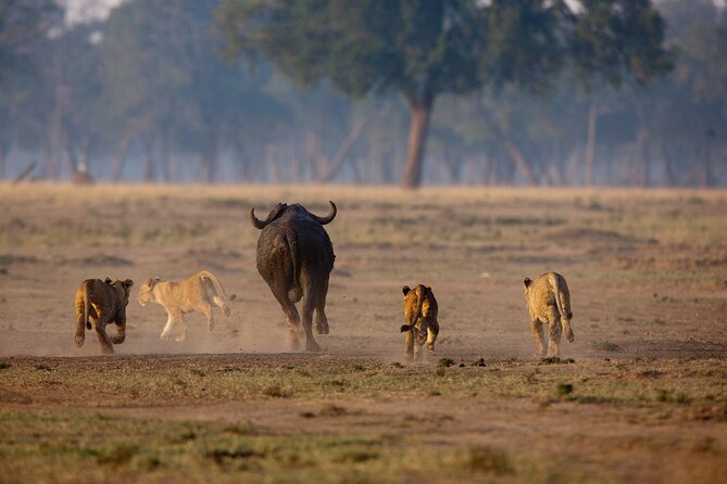 One Day Tour to Maasai Mara Game reserve from Nairobi - Transport, vehicle, and private touring