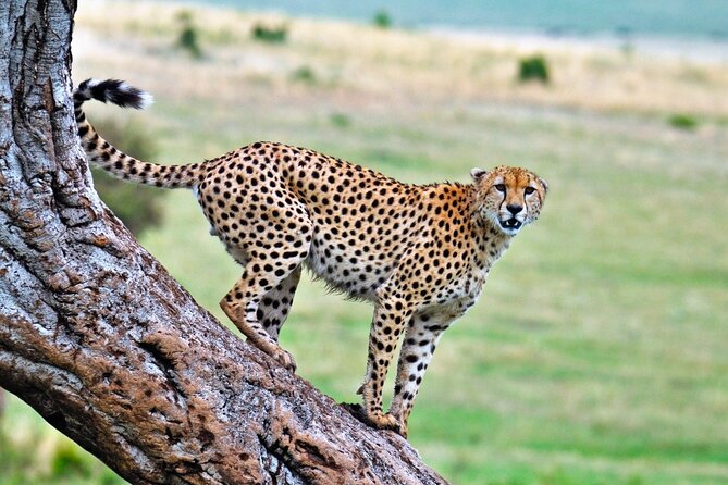 One Day Tour to Maasai Mara Game reserve from Nairobi - Guide service and what good timing looks like