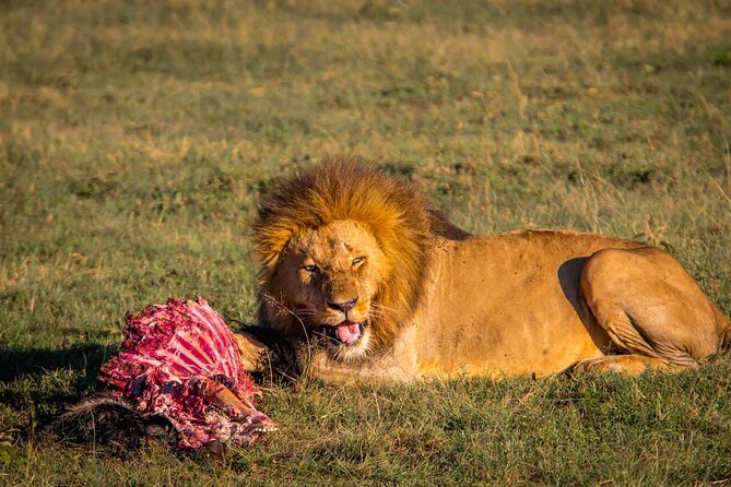One Day Tour to Maasai Mara Game reserve from Nairobi - Leaving Nairobi at 5:00 am