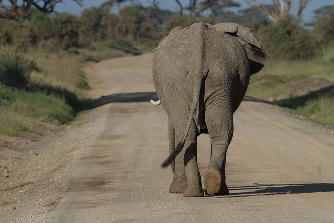 One Night (Mid-range) Amboseli National Park Safari - The early pickup from Nairobi