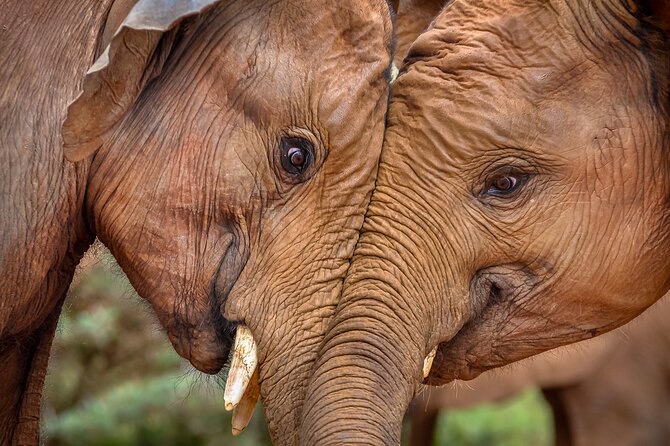 One Night (Mid-range) Amboseli National Park Safari - Lunch and one night at Kibo Safari Camp