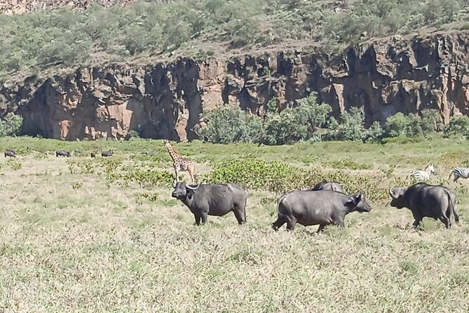 Overnight Mount Longonot and Hells Gate National Park From Nairobi - Lunch, the return to Nairobi, and the value
