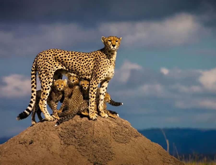 Overnight Private Safari To Masai Mara - Key points to know before you book