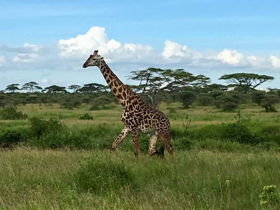 Overnight Private Safari To Masai Mara - What the two-day safari is really offering