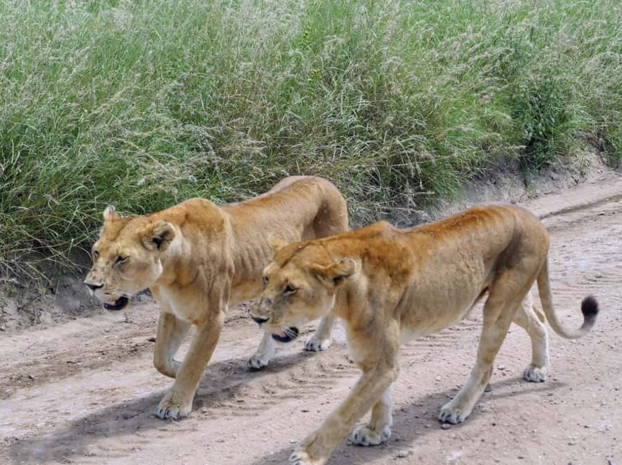 Overnight Private Safari To Masai Mara - Reaching Masai Mara and starting the game drive