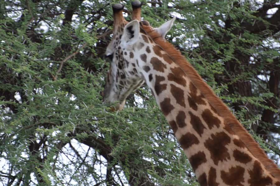 Overnight Private Safari To Masai Mara - The real cost: $595 is only the starting point