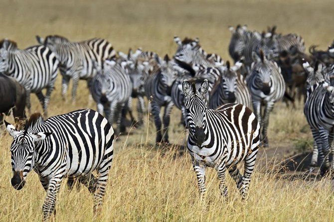 Overnight private Safari to Masai Mara National Reserve. - Leaving Nairobi at 5 a.m.