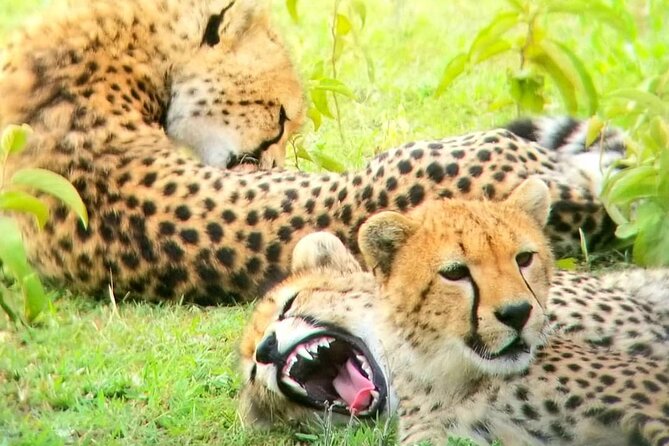 Overnight private Safari to Masai Mara National Reserve. - Dinner and one night near the reserve