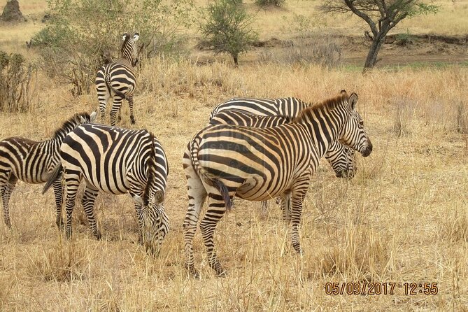 Overnight private Safari to Masai Mara National Reserve. - Breakfast, checkout, and the optional Maasai village