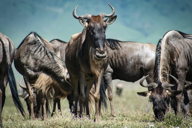 Overnight private Safari to Masai Mara National Reserve. - The return to Nairobi