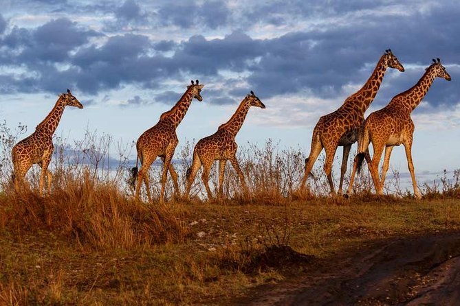 Overnight private Safari to Masai Mara National Reserve. - The Great Rift Valley viewpoint