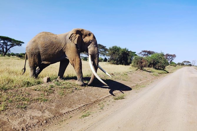 Overnight Safari to Amboseli National Park - Day two: Kilimanjaro at 6:00 am and a final game drive