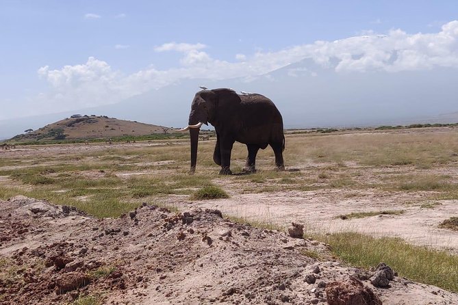 Overnight Safari to Amboseli National Park - Wildlife, photography, and the Kilimanjaro factor