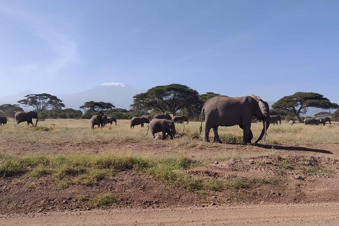 Overnight Safari to Amboseli National Park - Day one: lunch, a rest, and Amboseli after noon