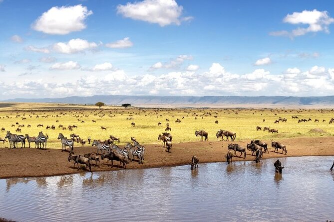Overnight Safari To Maasai Mara - The early-morning game drive