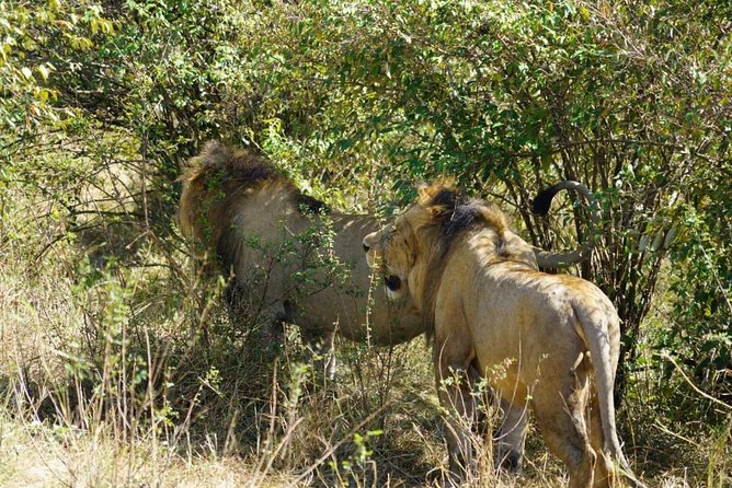 Overnight Safari To Maasai Mara - How much wildlife can you expect?