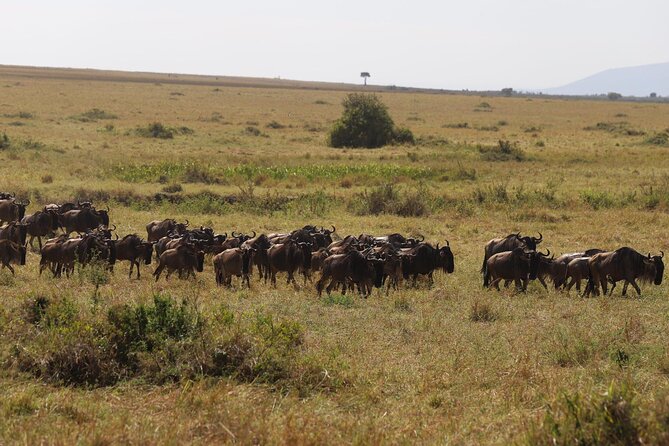 Overnight Safari To Maasai Mara - What the $230 price really covers