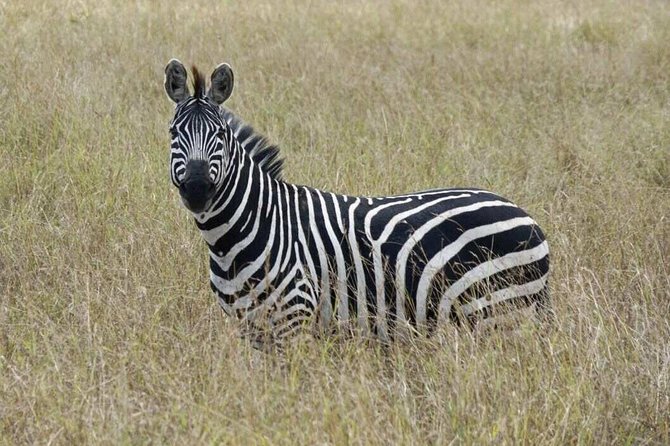 Overnight Safari To Maasai Mara - Who will enjoy this safari most?