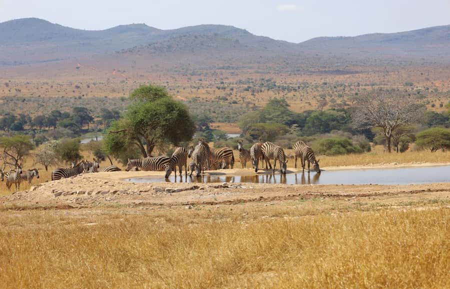 Overnight Safari to Saltlick through Tsavo East Park - Key points to know before booking