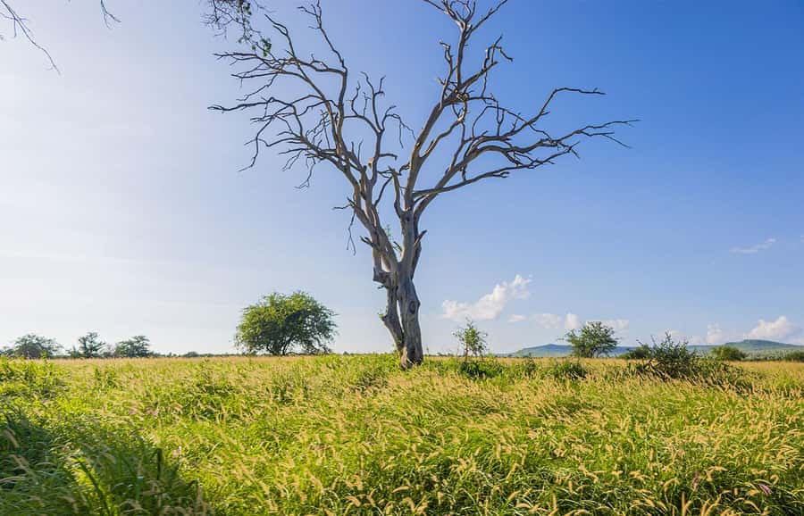 Overnight Safari to Saltlick through Tsavo East Park - Who should book this safari