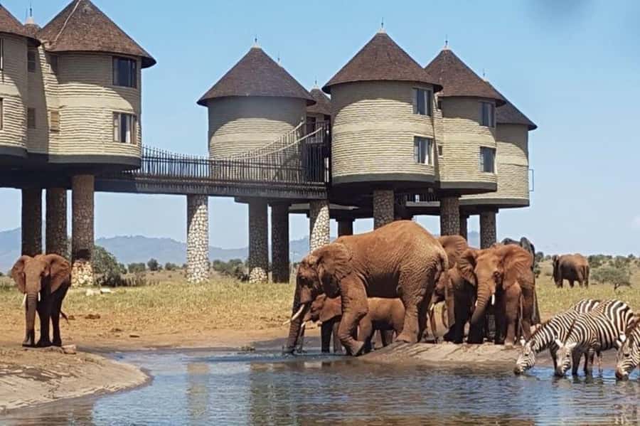 Overnight Safari to Saltlick through Tsavo East Park - Why Salt Lick Lodge makes this safari different