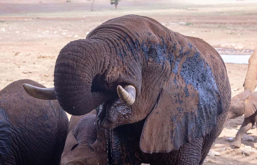 Overnight Safari to Saltlick through Tsavo East Park - Tsavo East through Bachuma Gate
