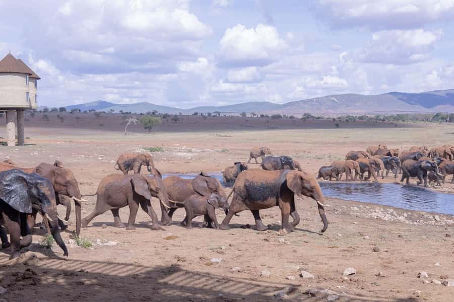 Overnight Safari to Saltlick through Tsavo East Park - An overnight stay above the water holes