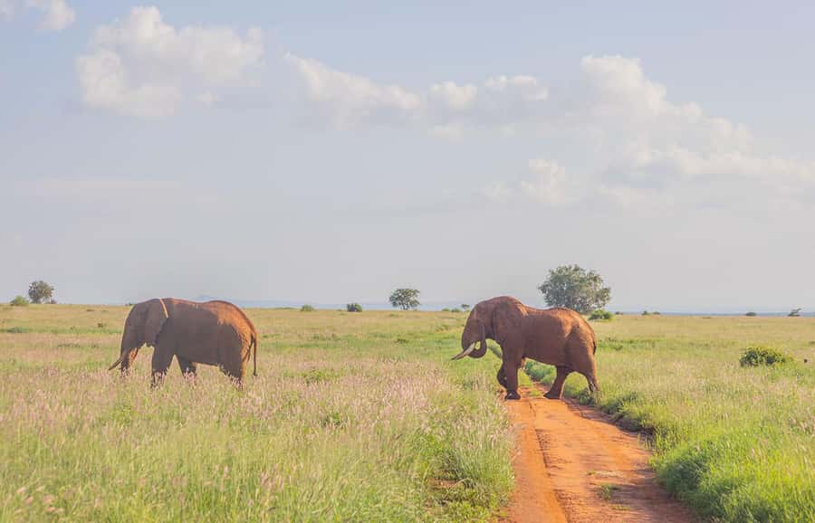 Overnight Safari to Saltlick through Tsavo East Park - What the $613 price really covers