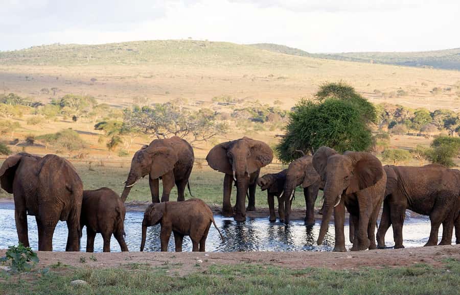 Overnight Safari to Saltlick through Tsavo East Park - Leaving Mombasa or Diani at 5:30 a.m.